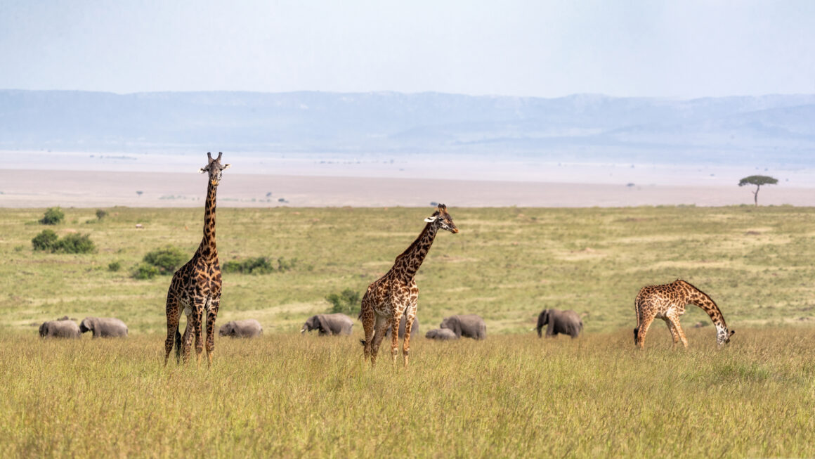SAFARI TWENDE SAMBURU 4 X 4