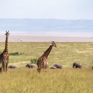 SAFARI TWENDE SAMBURU 4 X 4