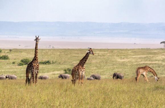 SAFARI TWENDE SAMBURU 4 X 4