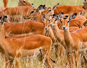 SAFARI KIRITIRI 4 X 4 – 2026 