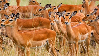SAFARI KIRITIRI 4 X 4 – 2026 